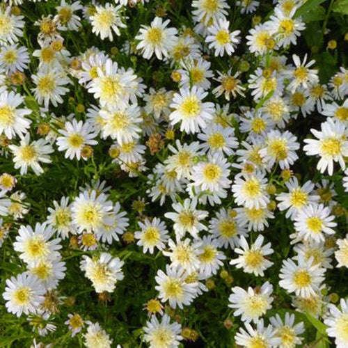 Kaliméris Hortensis - Willemse