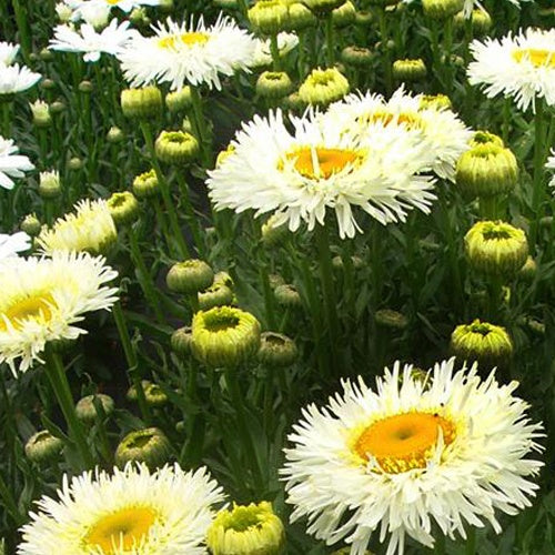 Marguerite d'été Real Galaxy - Willemse