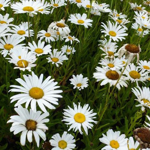 3 Marguerites d'été Silberprinzeschen - Willemse