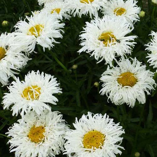 Marguerite d'été Shapcott Ruffles - Willemse