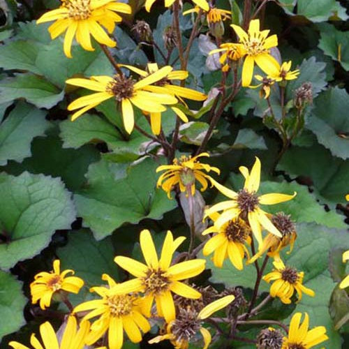 Ligulaire Desdemona - Ligularia dentata desdemona - Plantes