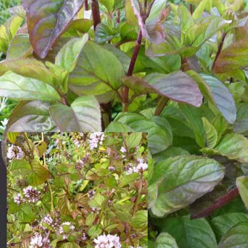 3 Menth basilic - Willemse