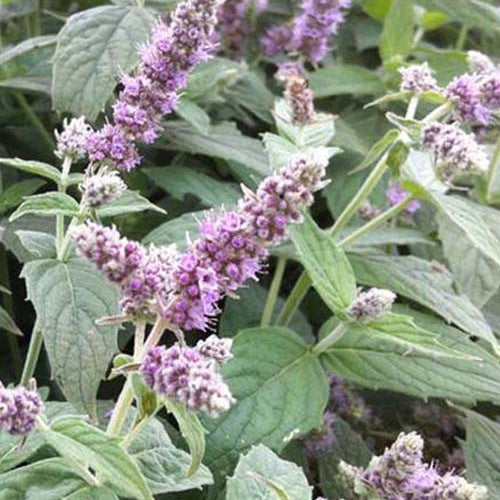 3 Menth Buddleia - Willemse