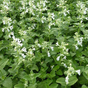 Nepeta Snowflake - Nepeta racemosa snowflake - Willemse