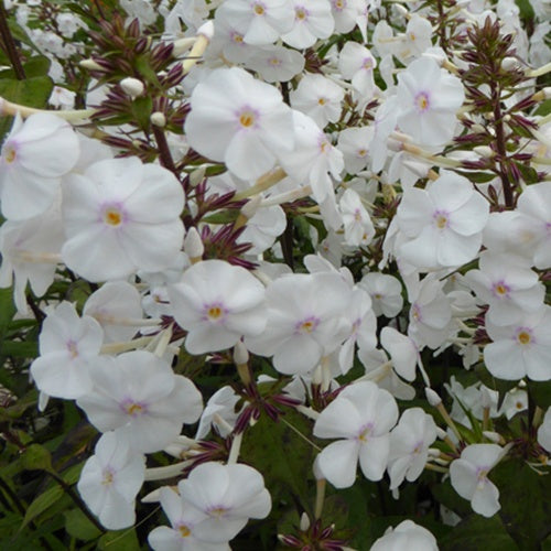 Phlox  maculé Schneelawine - Willemse