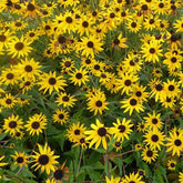 Rudbeckia Early Bird Gold - Willemse