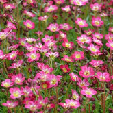 Saxifrage mousse Pixie - Willemse
