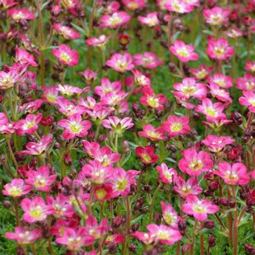 3 Saxifrages mousse Pixie - Willemse