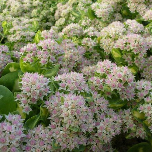 Sedum alboroseum Mediovariegatum - Willemse