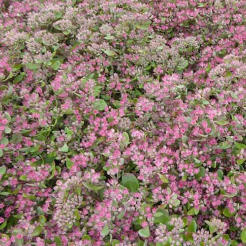 3 Sedum Ruby Glow - Willemse