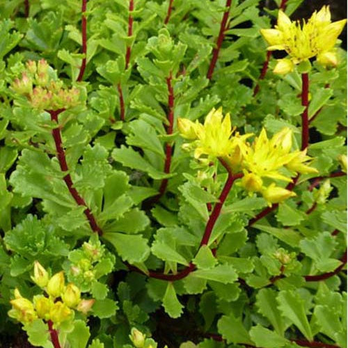 3 Sedum Weihenstephaner - Willemse