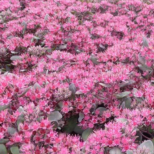 Sedum Bertram Anderson - Willemse