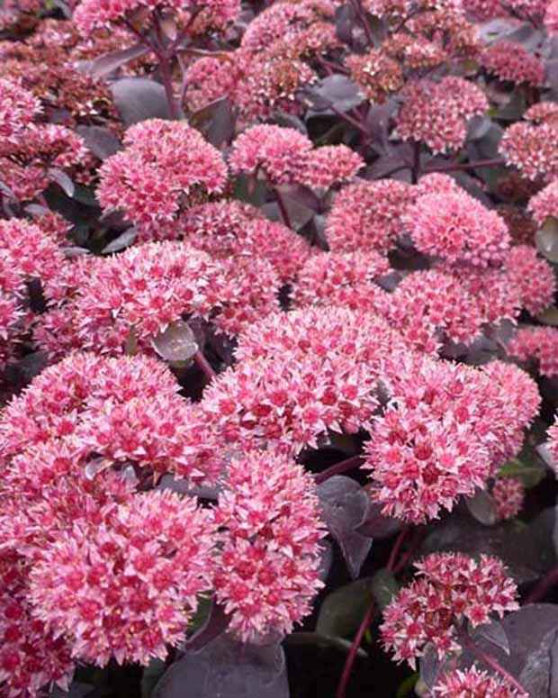 Sedum José Aubergine - Willemse