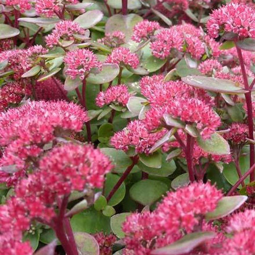 Sedum Red Cauli - Willemse