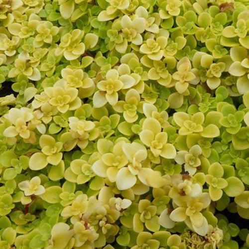 Sedum Makinoi Lime - Willemse