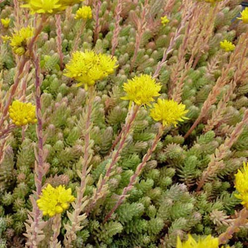 3 Sedum des rochers - Willemse