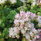 Sedum spurium Album - Willemse