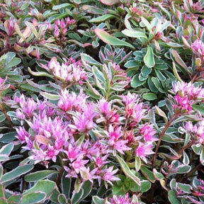 Sedum spurium panaché - Willemse