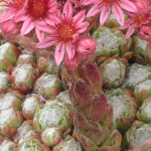 3 Joubarbes à toile d'araignée pourpre - Sempervivum - Willemse