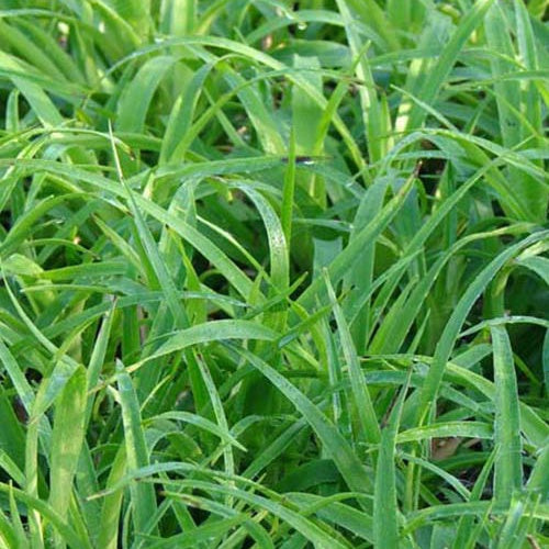 Luzule des bois Onderbos - Willemse