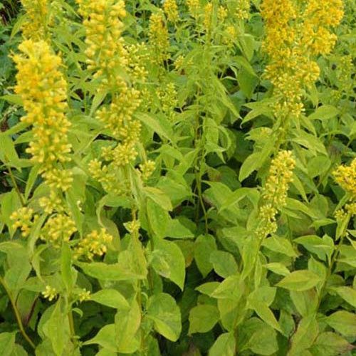 Solidago Variegata - Willemse