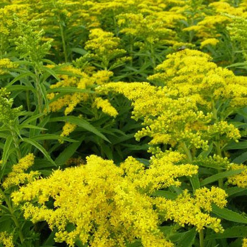 3 Solidago Golden Dwarf - Willemse