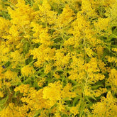 Solidago Golden Mosa - Willemse