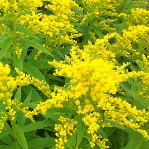 3 Solidago Strahlenkrone - Willemse