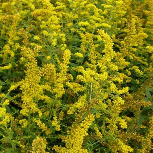 Solidago rugosa Firework - Willemse