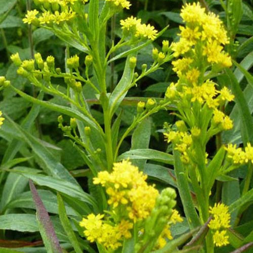 3 Solidago Goldene Wellen - Willemse