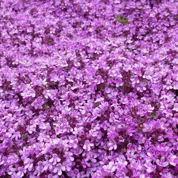 3 Thym précoce Bressingham - Willemse