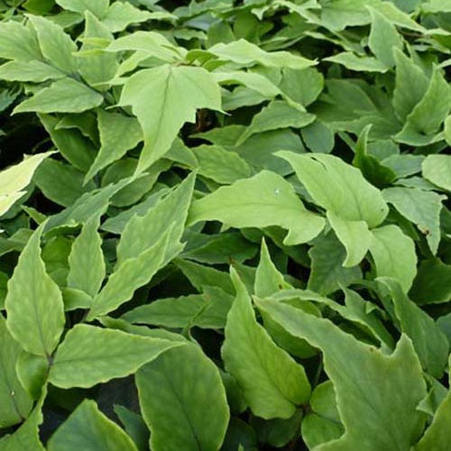 Aspidie en faux Clivicola - Fougère houx - Willemse