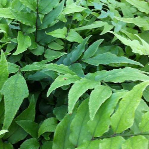 Aspidie en faux de Fortune - Fougère houx - Willemse