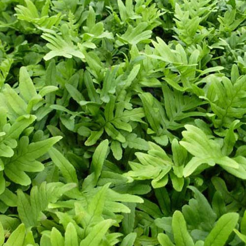 Polypode Whitley Giant - Fougère - Willemse