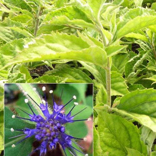 Veronicastrum villosulum - Willemse