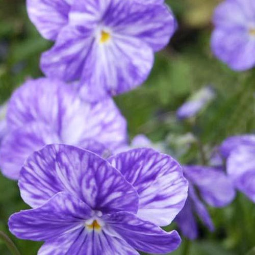 3 Violettes cornue Columbine - Pensée - Willemse