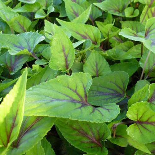 Violette Mars - Willemse