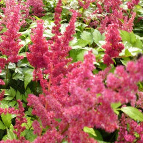 Astilbe d'Arends Fanal - Willemse