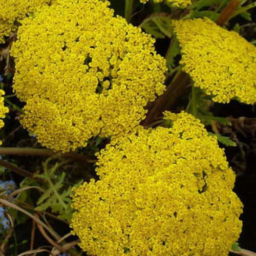 Achillée filipendule Parker's Variety - Willemse