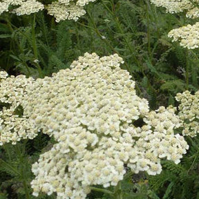 Achillée Hymne - Achillea hybride hymne - Willemse