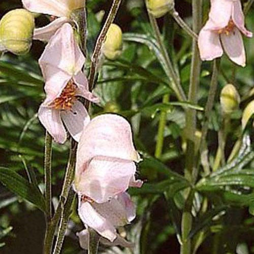 Aconit napel Rubellum Casque de Jupiter Rubellum - Willemse