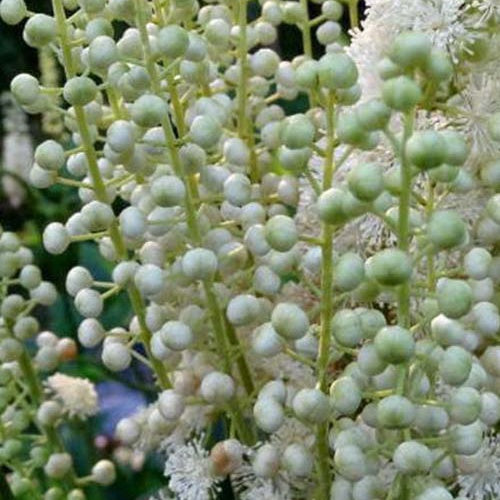 Cierge d'argent Dahurica - Willemse