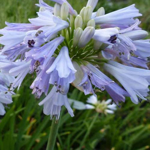 Agapanthe Blue Moon - Willemse