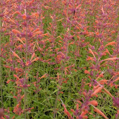 Agastache Firebird - Willemse
