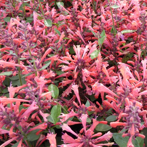 Agastache Kudos Coral - Willemse