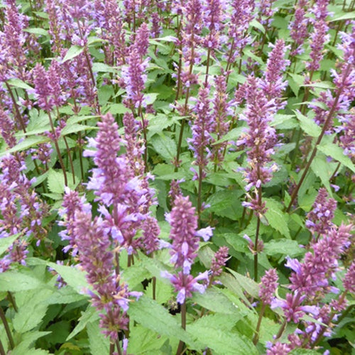 Agastache Purple Haze - Willemse