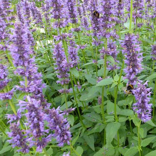 Agastache hybride Serpentine - Willemse
