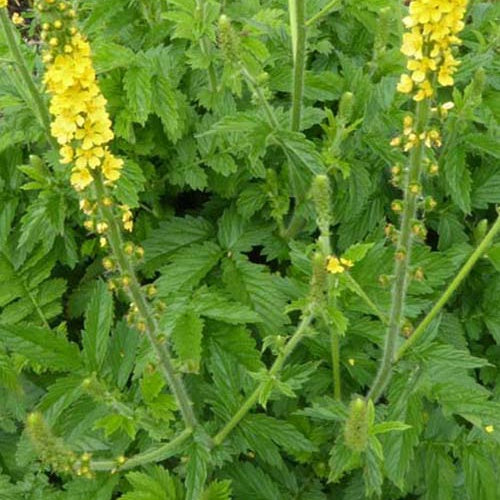 Aigremoine eupatoire - Willemse