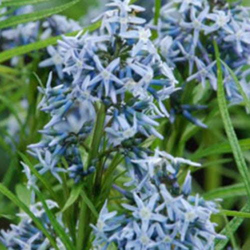 Amsonie bleue Ernst Pagels - Willemse