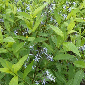 Amsonia tabernaemontana var. salicifolia - Étoile bleue à feuille de saule - Amsonie